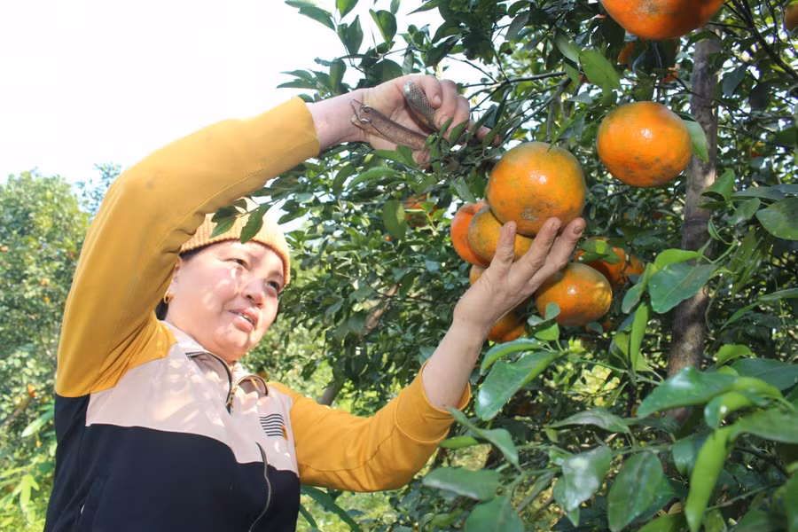 Hà Tĩnh: "Thủ phủ" cam bù đỏ rực chờ Tết ảnh 13