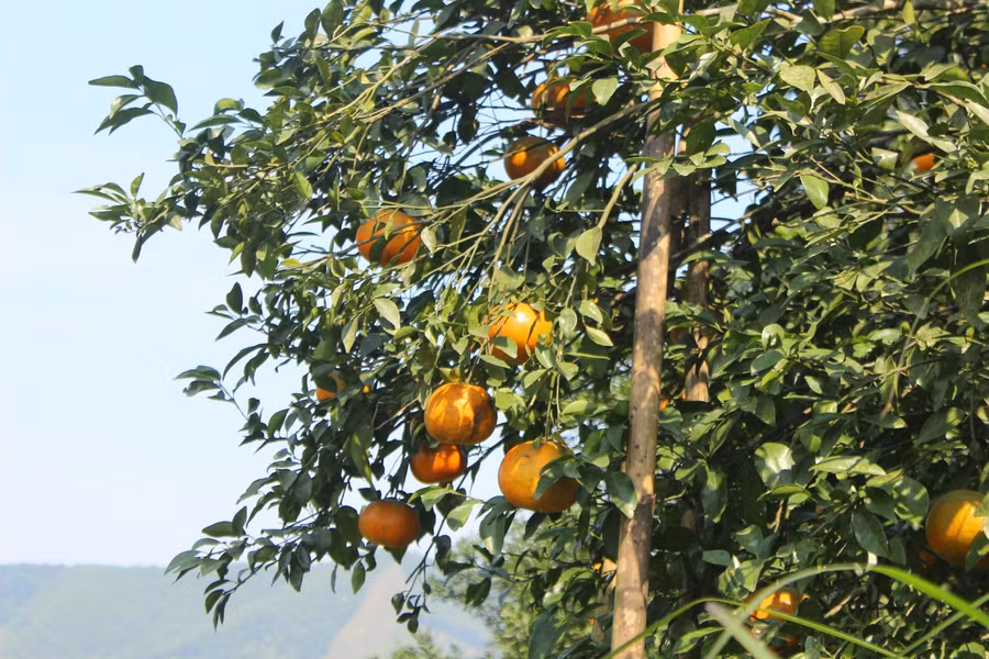 Để cho quả không sà xuống mặt đất, người dân đã phải chống cọc tre xung quanh các cành cây. Tuổi thọ trung bình của mỗi cây là 10-15 năm, sau đó phải thay mới.