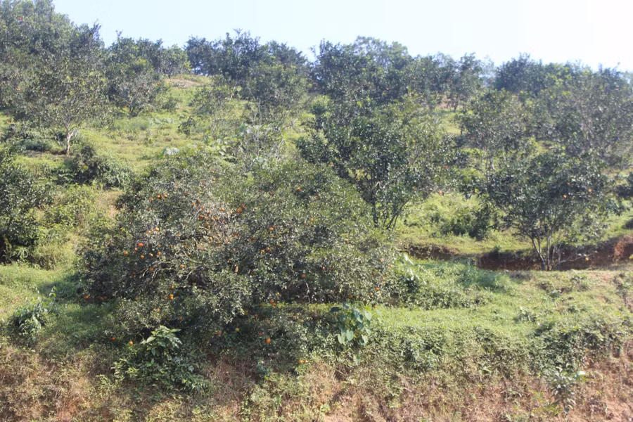 Cam bù thường được trồng ở những đồi núi cao, dốc