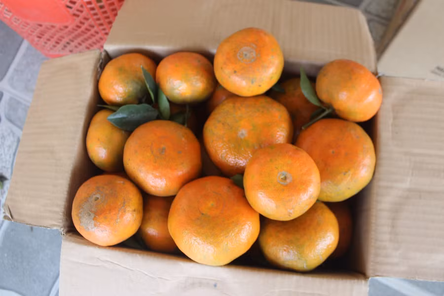 Cam bù Hương Sơn quả to, có màu sắc đẹp và tươi lâu nên được nhiều gia đình mua về bày biện trang trọng trên bàn thờ gia tiên vào dịp lễ Tết. Đặc biệt, trong những năm gần đây cam bù còn được khách tiêu dùng nhiều nơi ưa thích tìm đến tận nơi để đặt hàng.