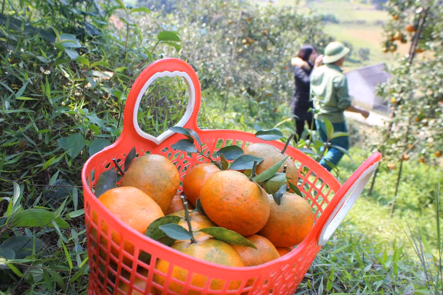 Năm nay, cam bù cho sản lượng thấp hơn nhưng giá thành lại cao hơn năm trước từ 5.000-10.000/kg.