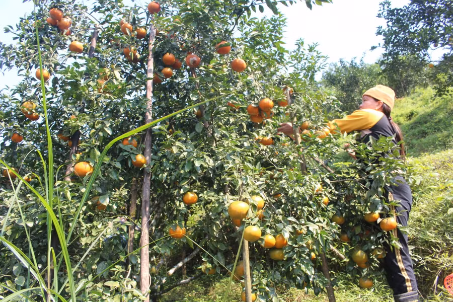 Tại xã Thọ Điền (huyện Vũ Quang) hiện có 530 hecta trồng cam, trong đó có 330 hecta trồng cam bù. Tập trung nhiều tại các thôn như thôn 1, thôn 3, thôn 4, thôn 7...