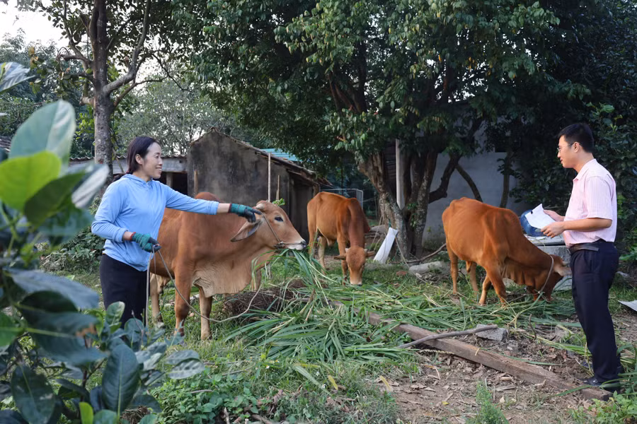 Người dân mạnh dạn vay vốn đầu tư vào sản xuất kinh doanh các mô hình chăn nuôi.