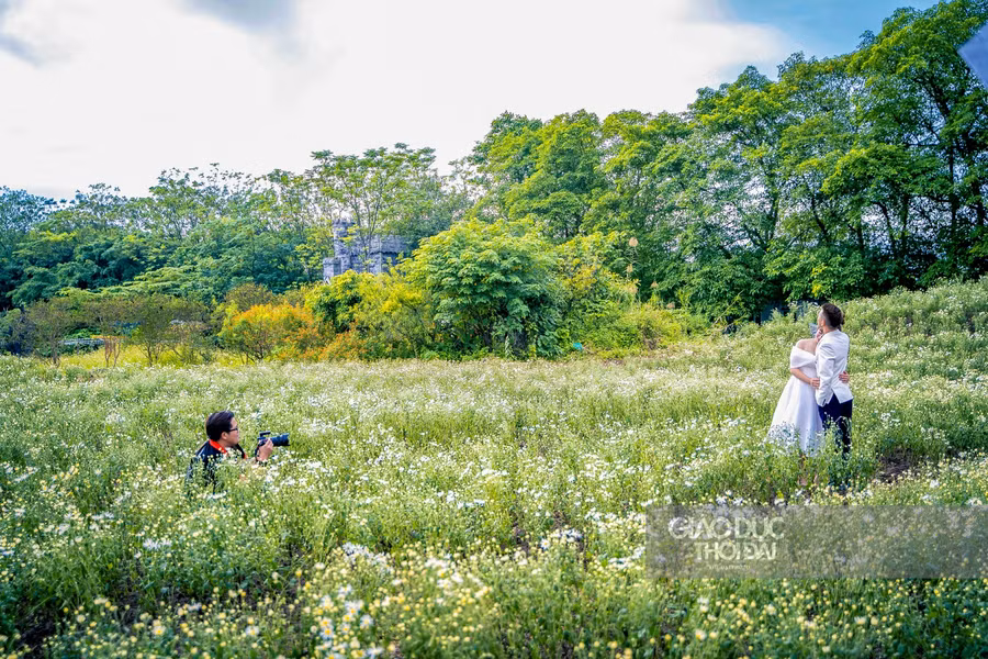Nhiều cặp đôi đã tranh thủ chụp với cánh đồng cúc hoạ mi sớm.