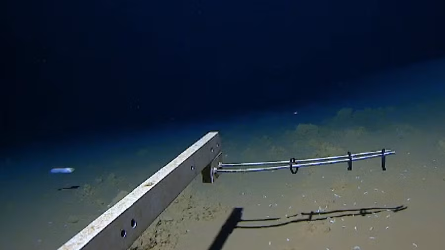 Loài cá sâu nhất được quay ở độ sâu 8.336m. Loài cá sâu nhất được quay ở độ sâu 8.336m.