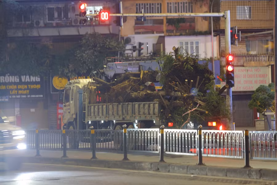 Hàng cây sau khi tỉa cắt cành, tách gốc chuẩn bị được chuyển đi trên phố Chùa Bộc.