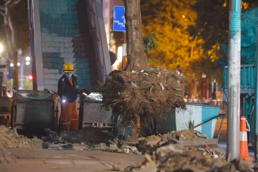 Hàng cây trên phố Chùa Bộc đều đã có tuổi đời lâu năm.