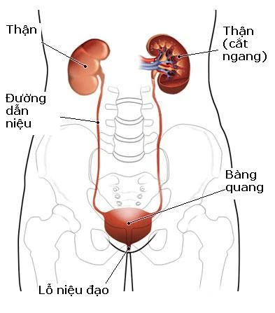 Cần thận trọng khi dùng ofloxacin trị bệnh viêm đường tiết niệu.