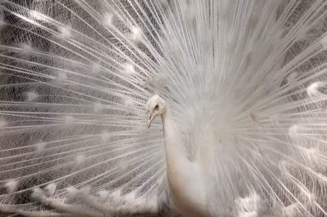 Me man truoc ve dep cua khong tuoc trang - Anh 4