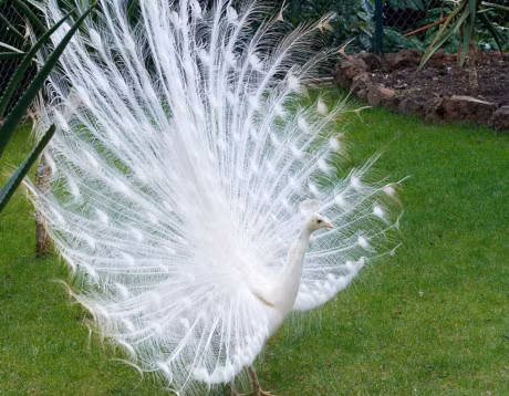 Me man truoc ve dep cua khong tuoc trang - Anh 5