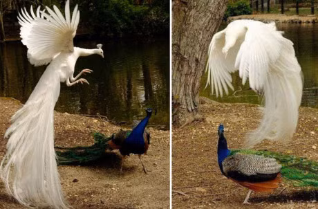 Me man truoc ve dep cua khong tuoc trang - Anh 12