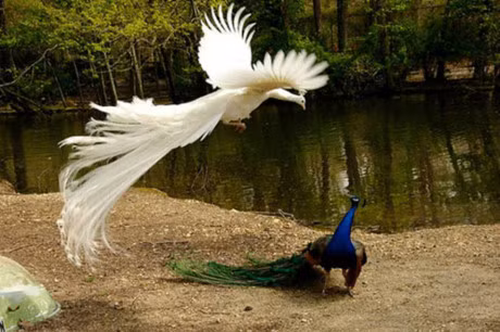 Me man truoc ve dep cua khong tuoc trang - Anh 13