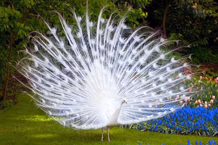 Mê mẩn trước vẻ đẹp của khổng tước trắng