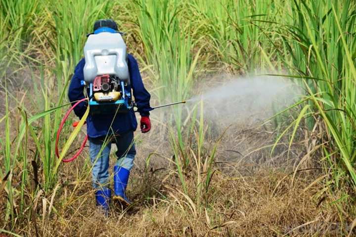 Thuốc diệt cỏ liên quan chặt chẽ tới vi khuẩn kháng kháng sinh