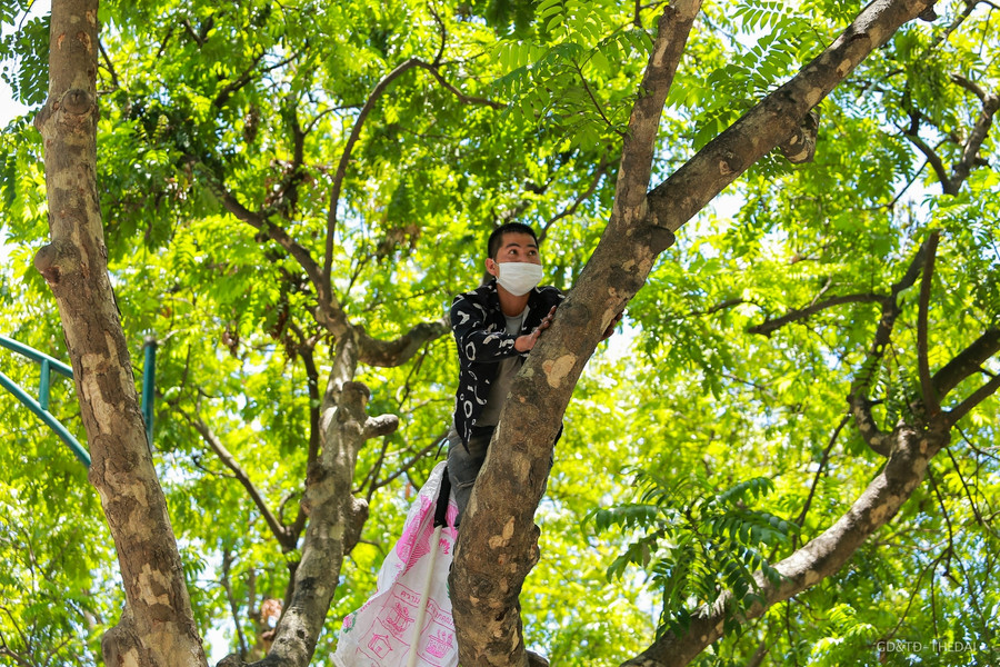 Các Người bẻ sấu luôn được chuẩn bị một cây gậy có gắn móc sắt để thuận tiện cho việc với hái những chùm quả sấu ở phía xa.