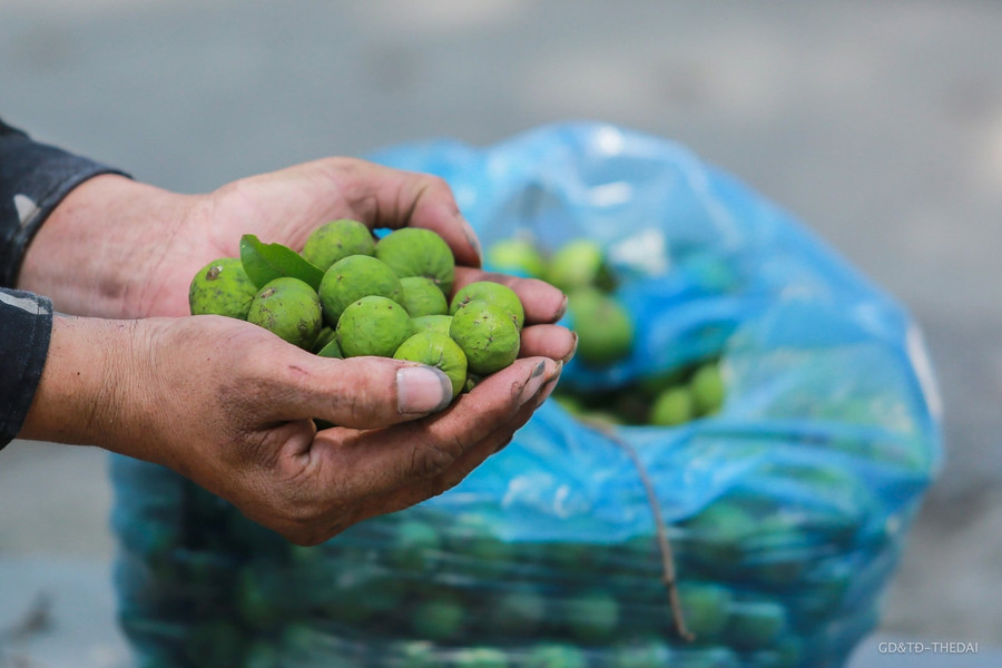 Mỗi ngày bình quân 3 người trèo hái được khoảng từ 40kg đến 80kg, nếu gặp cây nào sai quả thì có thể hái được cả tạ sấu.