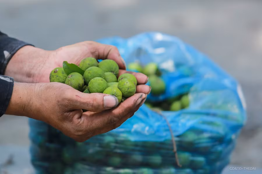 Mỗi ngày bình quân 3 người trèo hái được khoảng từ 40kg đến 80kg, nếu gặp cây nào sai quả thì có thể hái được cả tạ sấu.