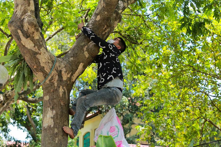 Những hôm quá nắng thì sẽ trèo vào buổi sáng sớm. Những quả sấu được hái xuống vẫn còn tươi nguyên được bán giá 45-55.000 đồng/1kg.