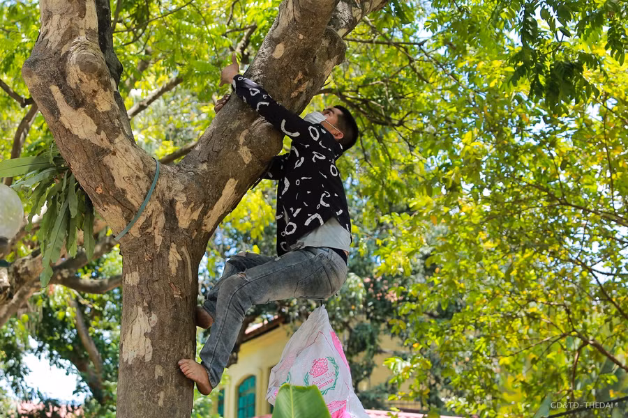 Những hôm quá nắng thì sẽ trèo vào buổi sáng sớm. Những quả sấu được hái xuống vẫn còn tươi nguyên được bán giá 45-55.000 đồng/1kg.