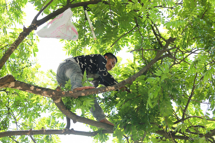 Hà Nội: Trèo hái sấu đầu mùa kiếm hàng triệu đồng mỗi ngày ảnh 5