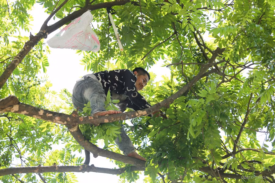 Hà Nội: Trèo hái sấu đầu mùa kiếm hàng triệu đồng mỗi ngày ảnh 5