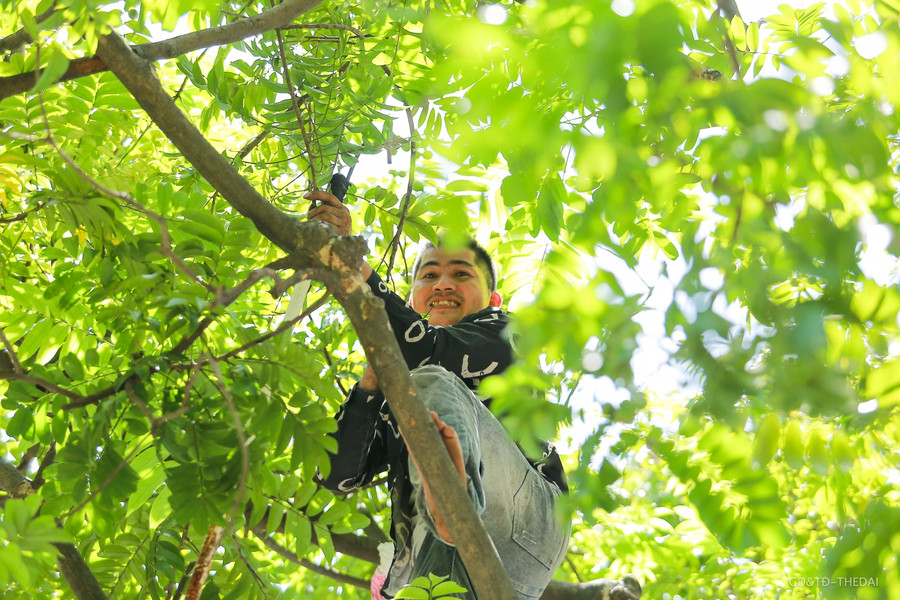 Mỗi lần hái sấu thì phải có từ 3 người trở lên, 2 người trèo hái còn 1 người đứng dưới đón rồi phân loại và bán ngay tại vỉa hè.