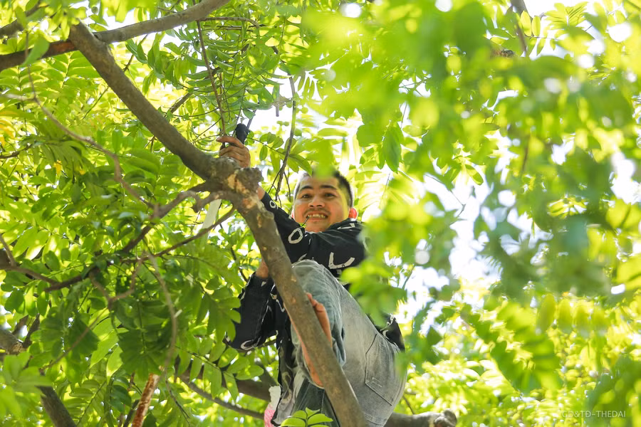 Mỗi lần hái sấu thì phải có từ 3 người trở lên, 2 người trèo hái còn 1 người đứng dưới đón rồi phân loại và bán ngay tại vỉa hè.