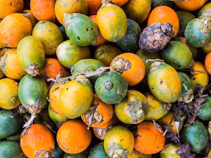 Ngậm rượu cau không những giúp giảm đau nhức răng mà còn ngừa sâu răng