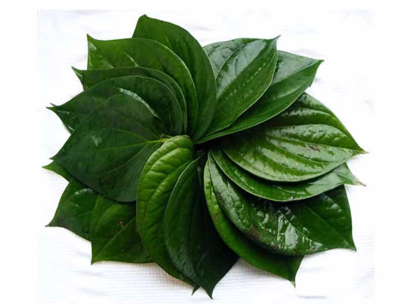 Lá trầu không có đặc tính kháng viêm nên trị đau nhức răng hiệu quả