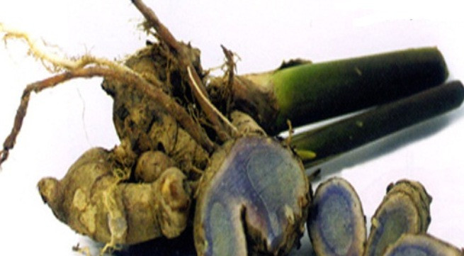 Nghệ đen trị đầy bụng, ăn không tiêu