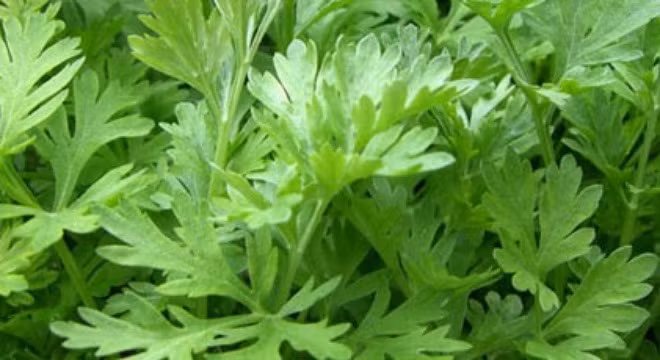 Ngải cứu - dược liệu quý chữa đau dạ con sau đẻ