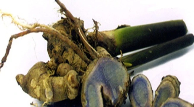 Nghệ đen trị đầy bụng, ăn không tiêu