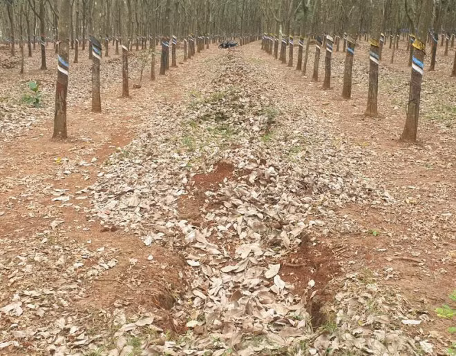 Lời kể của nữ sinh lớp 6 bị đánh đập dã man trong lô cao su ảnh 1