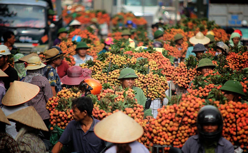 Thông tin quả vải bị ép giá còn 2.000 đồng/kg ở Bắc Giang là không chính xác. Ảnh minh hoạ.