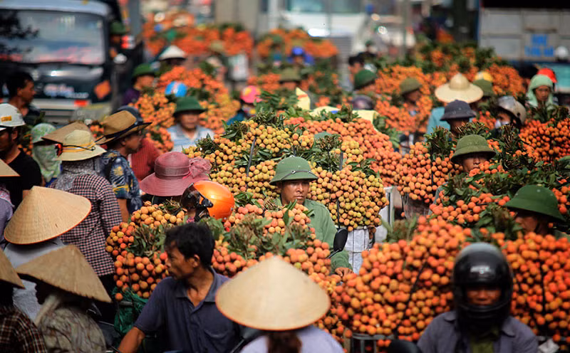 Thông tin quả vải bị ép giá còn 2.000 đồng/kg ở Bắc Giang là không chính xác. Ảnh minh hoạ.