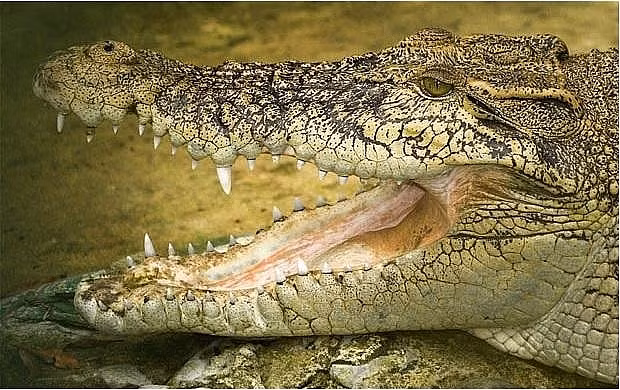 nhung hon dao nguy hiem chet nguoi tuyet doi khong duoc ghe tham