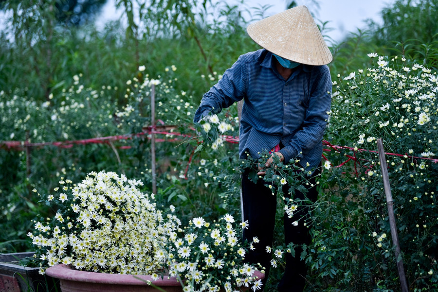 Tháng 11, thời điểm cúc họa mi nở rộ, cũng là thời gian người nông dân trồng hoa tất bật thu hoạch.