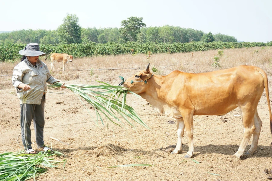 Dù còn nhiều khó khăn nhưng gia đình chị Lê Thị Bính vẫn quyết tâm xin thoát nghèo.