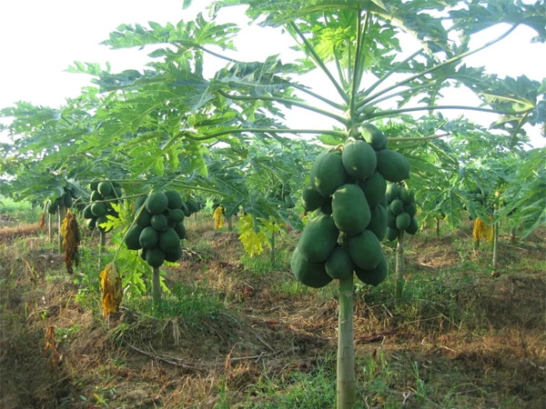 Thực hư chuyện ăn lá đu đủ chữa bệnh ung thư