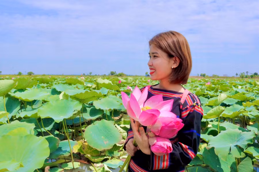 Hoa sen rực rỡ dưới nắng sớm Gia Lai ảnh 5