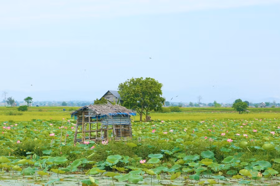 Hoa sen thường nở vào đầu tháng 3 hàng năm và đẹp nhất là giữa tháng 4. Đến tháng 6 thì hoa bắt đầu tàn và lụi dần.
