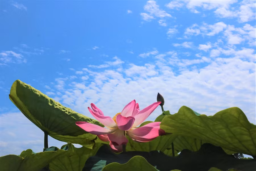 Hoa sen rực rỡ, nhuộm hồng cả một vùng.