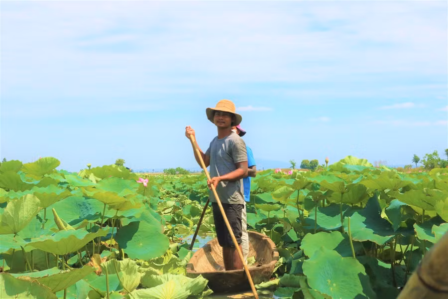 Người dân chèo thuyền, len lỏi trong hồ để hái hoa, đài sen.