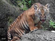 Theo Quỹ quốc tế Bảo vệ Thiên nhiên (WWF) thì số lượng hổ hoang dã giảm đáng kể năm 2009