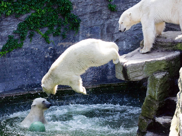 Thế giới động vật muôn màu ảnh 20 Polar bears play in the water in their enclosure on a sunny day at Schoenbrunn zoo in Vienna