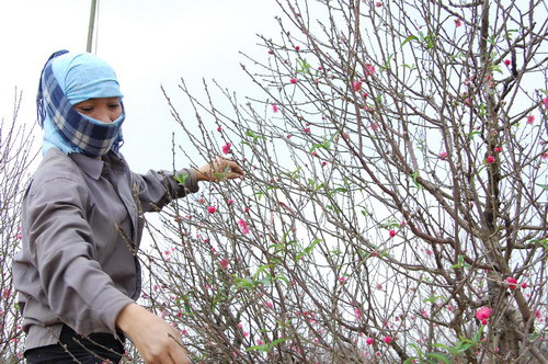 Các chủ vườn tỉa tót lại hoa trước khi đem bán