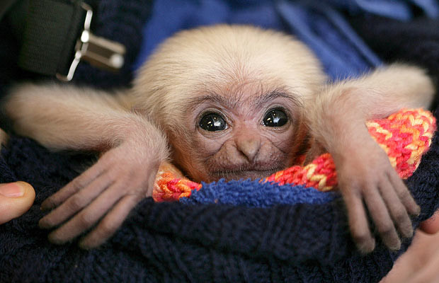 Thế giới động vật muôn màu ảnh 2 A baby gibbon, which was born on 8 February, is wrapped in a towel at the zoo in Schwerin, Germany. The female gibbon, which weighed 450 grams at birth, was abandoned by his mother and has to be raised by hand