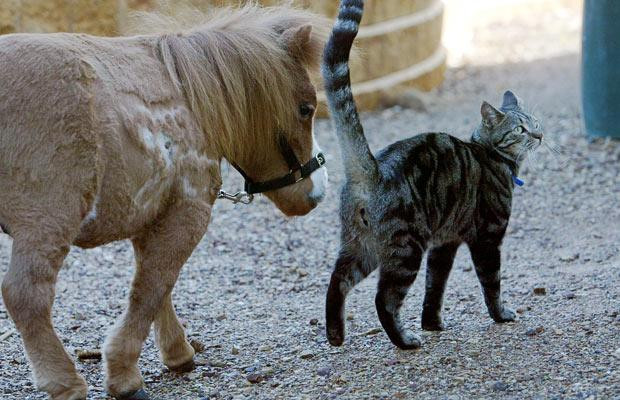 Thế giới động vật muôn màu ảnh 7 Koda, an American miniature horse that was also born as a dwarf, walks with Yarrambat Veterinary Hospital’s cat