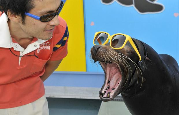 Thế giới động vật muôn màu ảnh 24 A 21-year-old male sealion named Rook tries to wear sunglasses with his trainer Hideo Yamabe at the Sunshine International Aquarium in Tokyo, ahead of a solar eclipse