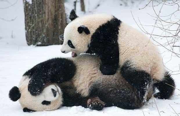 Thế giới động vật muôn màu ảnh 17 There’s only one word for it when this young cub got sight of his first ever snow - panda-monium. Giant panda cub Fu Long was clearly delighted to be frolicking with his proud mum at Vienna’s Schoenbrunn zoo as heavy snow covered the whole of Europe